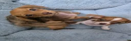 Mixed Breed dogs for sale: Bashful (Bash) - Ad 4