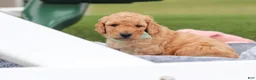 Mini Goldendoodle dogs for sale: Tyrone - Ad 8