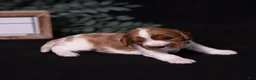 Cavalier King Charles Spaniel dogs for sale: Brave - Ad 4
