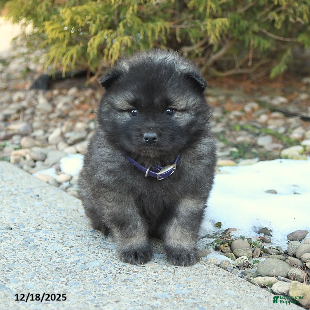 Keeshond dogs for sale: Frost  - Ad 1