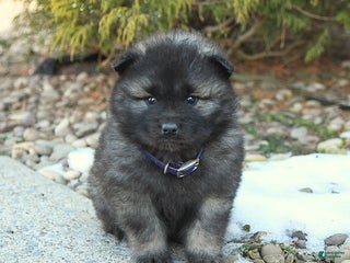 Keeshond dogs for sale: Frost - Ad 1