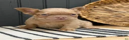 French Bulldog dogs for sale: Butterscotch - Ad 8