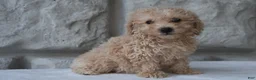 Bichpoo dogs for sale: Max - Ad 4