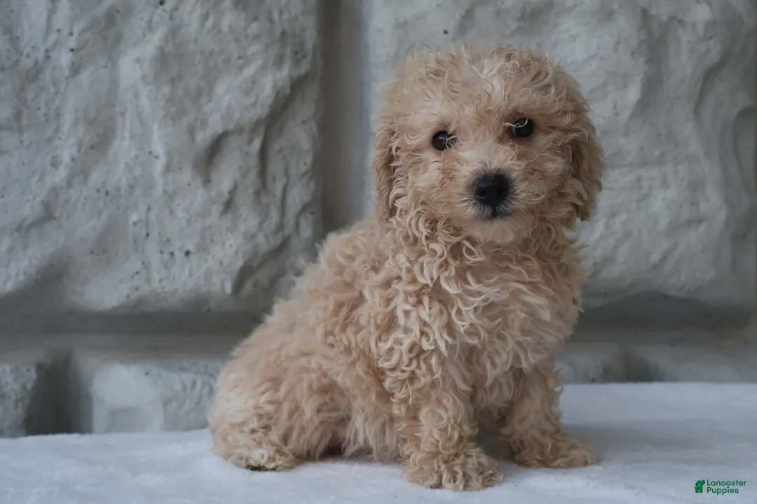 Bichpoo dogs for sale: Max - Ad 4