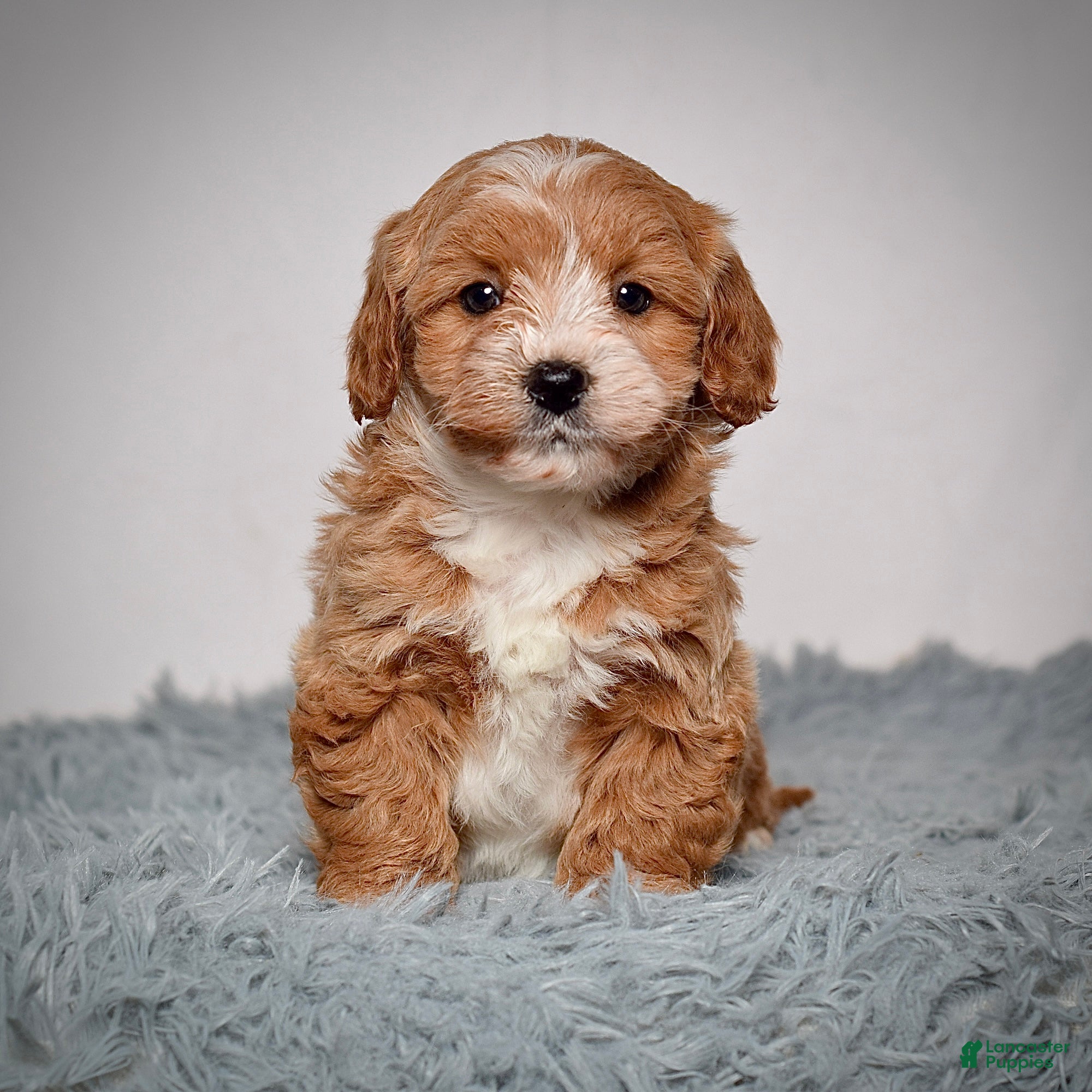 Mini Goldendoodle dogs Ms. Alice  - Ad 1