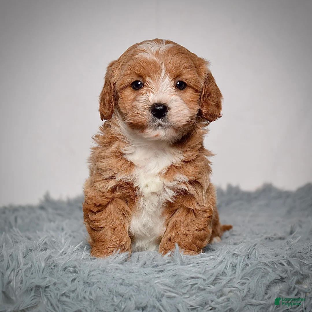 Mini Goldendoodle dogs for sale: Ms. Alice  - Ad 1
