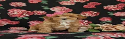 Maltipoo dogs for sale: Shaina 7 lbs Full Grown - Ad 3
