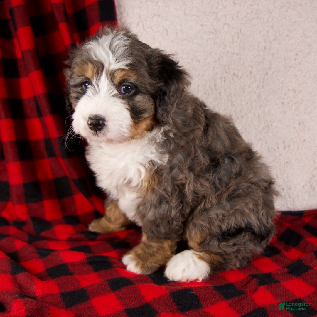 Mini Bernedoodle dogs for sale: Pudding Pop *Potty Training* - Ad 3