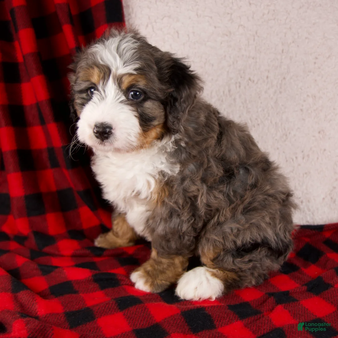 Mini Bernedoodle dogs for sale: Pudding Pop *Turf Trained* - Ad 3