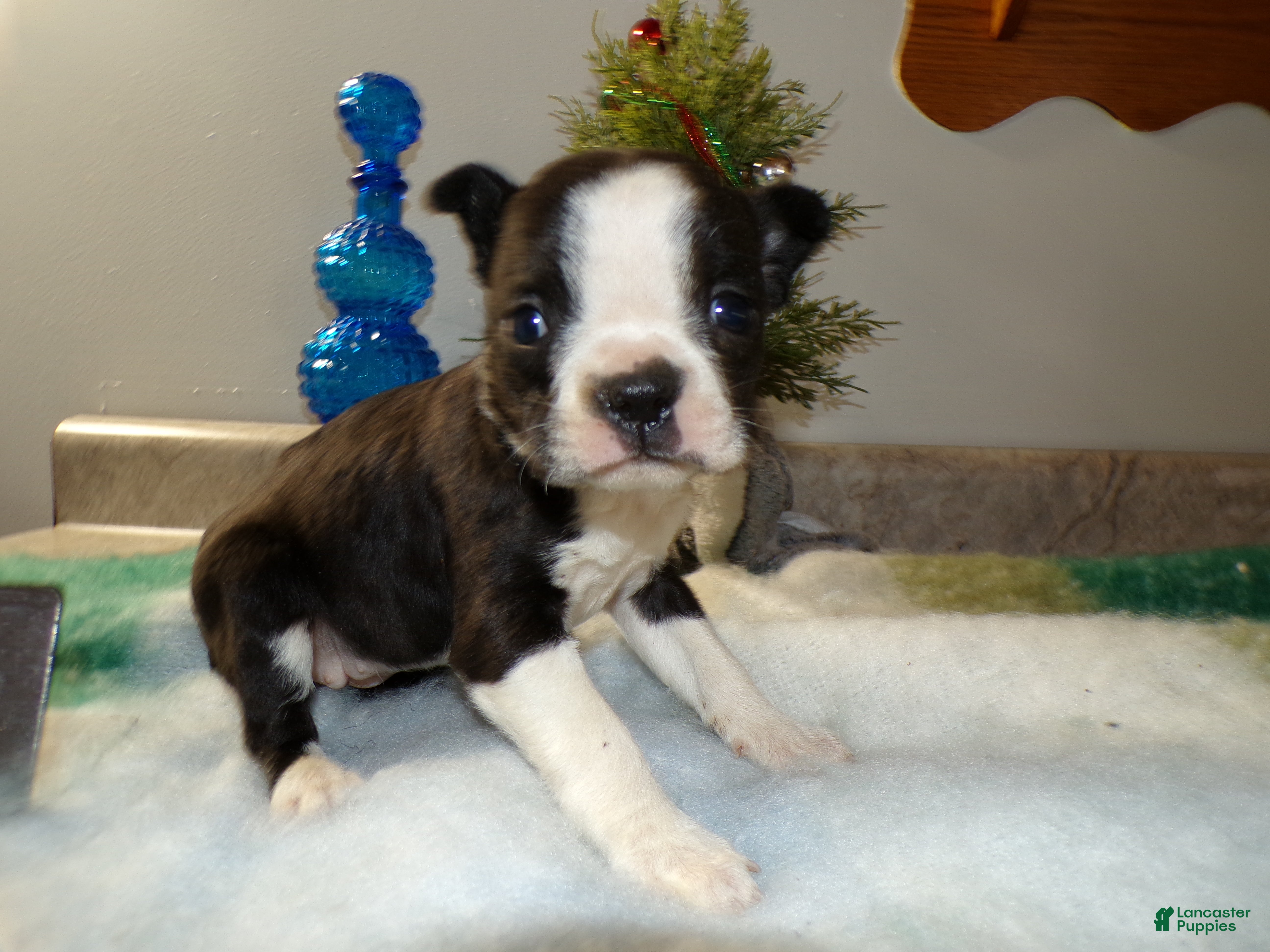 Boston Terrier dogs Boston Terrier Puppy 4 Dana - Ad 30