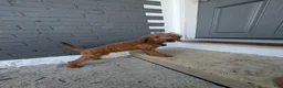 Irish Doodle dogs for sale: Irish Doodle 2 - Ad 3