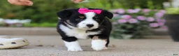 Miniature Australian Shepherd dogs for sale: Eliza - Ad 4