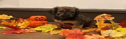 Mixed Breed dogs for sale: Mixed Breed 2 - Ad 4