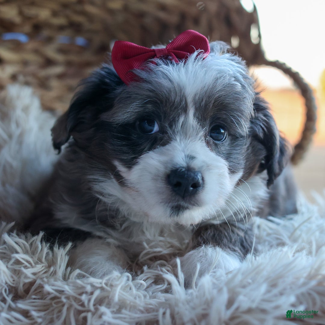Mini Aussiedoodle dogs for sale: LEON - Ad 12