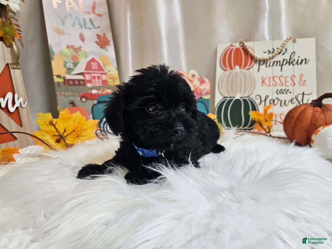 Yorkiepoo dogs for sale: Ace J. - Ad 2