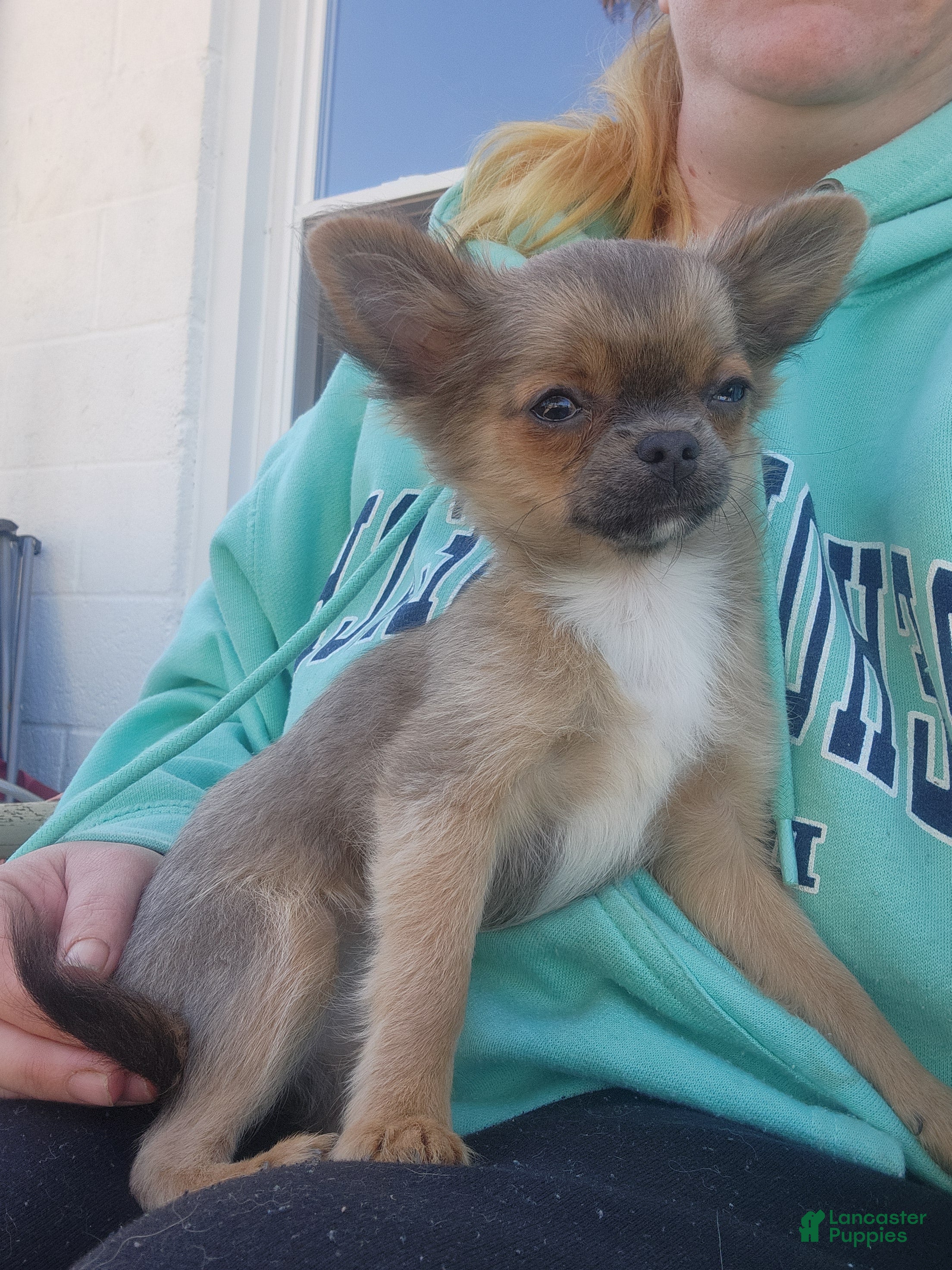 Chihuahua dogs Serenity  - Ad 1