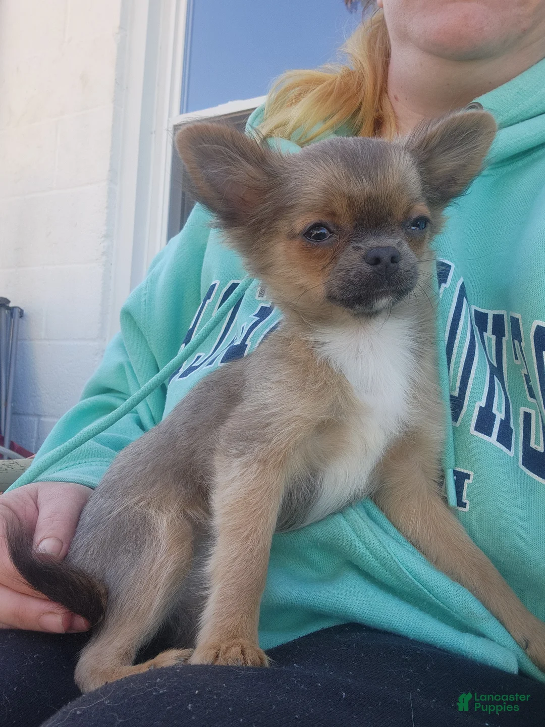 Chihuahua dogs for sale: Serenity  - Ad 1