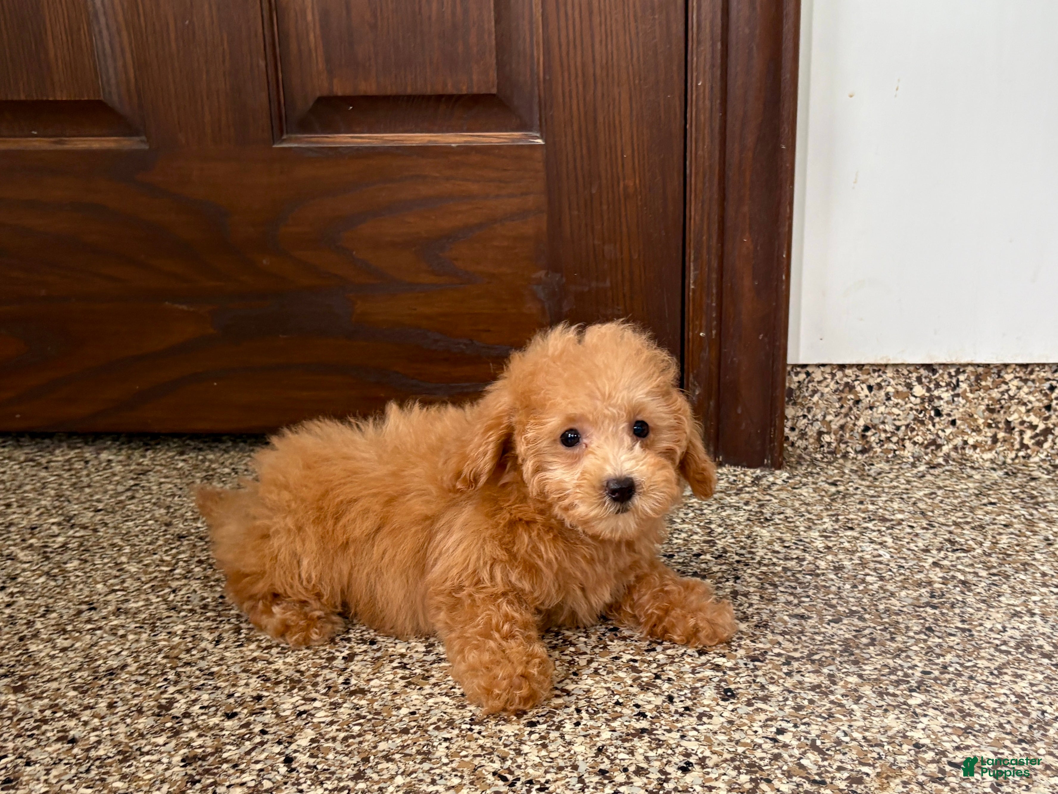 Maltipoo dogs Snickers  - Ad 1