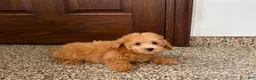 Maltipoo dogs for sale: Snickers  - Ad 1
