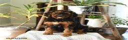 Standard Poodle dogs for sale: Dixie - Ad 4