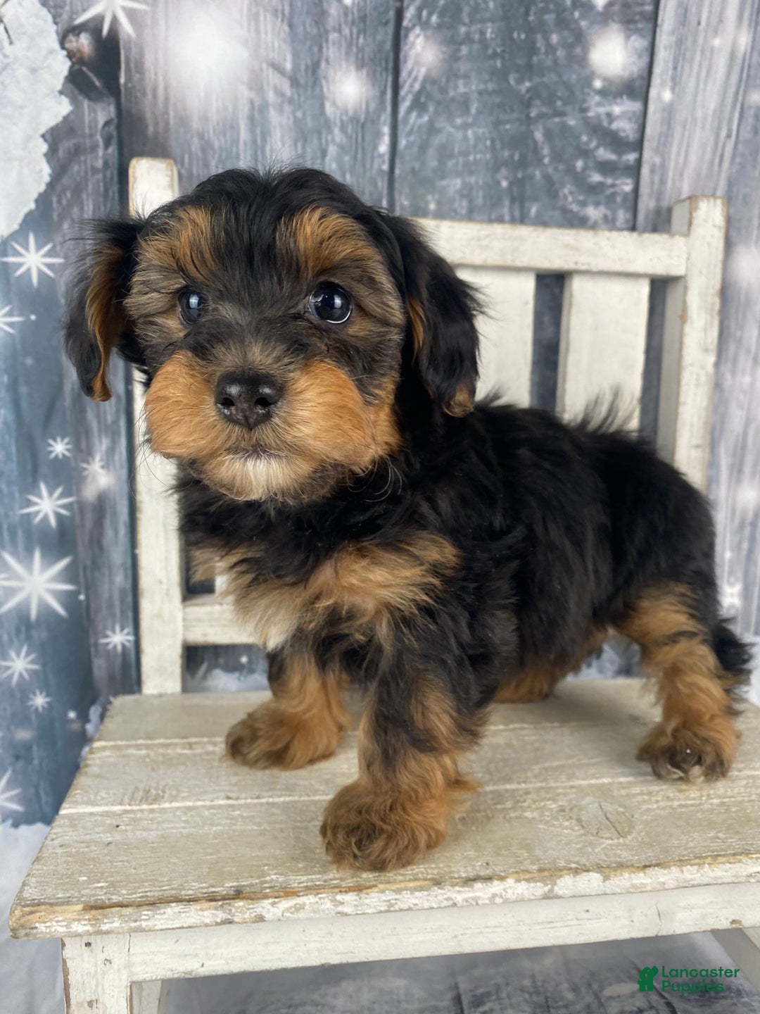 Yorkiepoo dogs for sale: Maddie - Ad 11