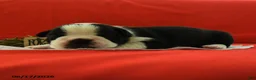 Boston Terrier dogs for sale: Violet - Ad 3