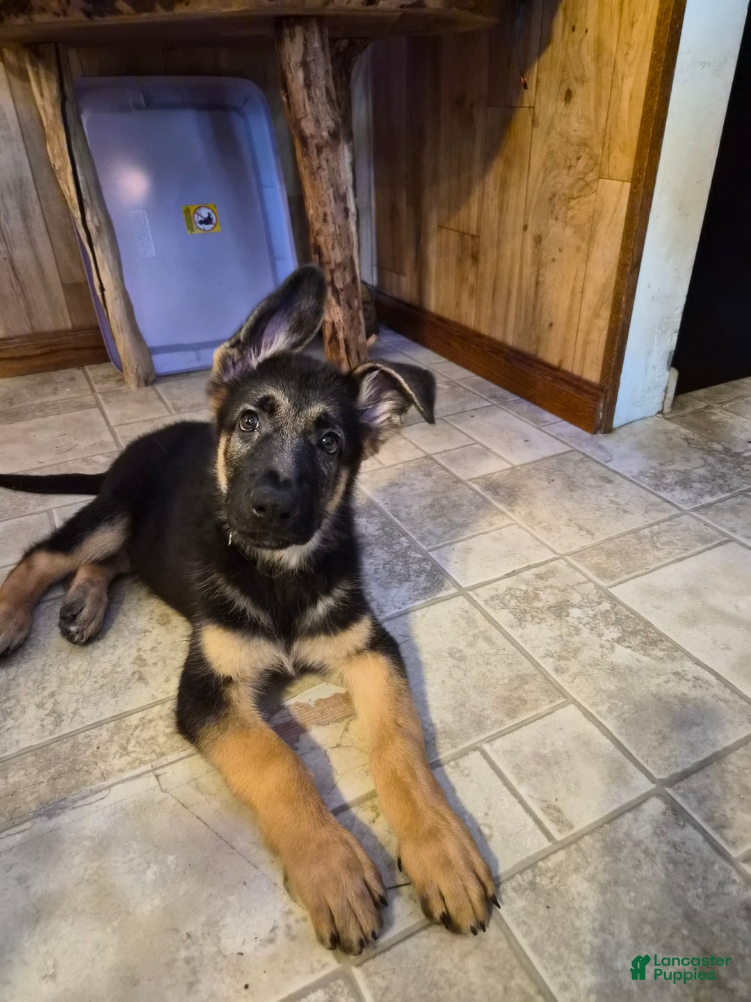 German Shepherd dogs for sale: German Shepherd Puppy 1 - Ad 1