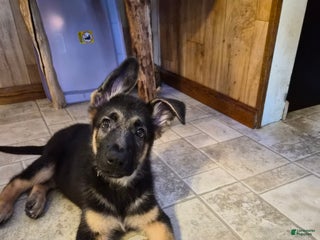 German Shepherd dogs German Shepherd Puppy 1 - Ad 39