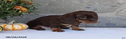 Miniature Dachshund dogs for sale: Hershey - Ad 5
