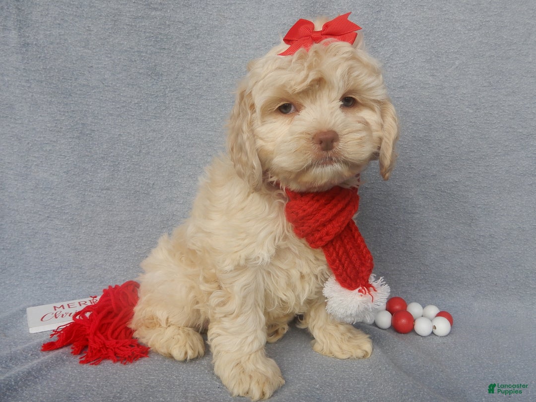 Cockapoo dogs for sale: Alice - Ad 2
