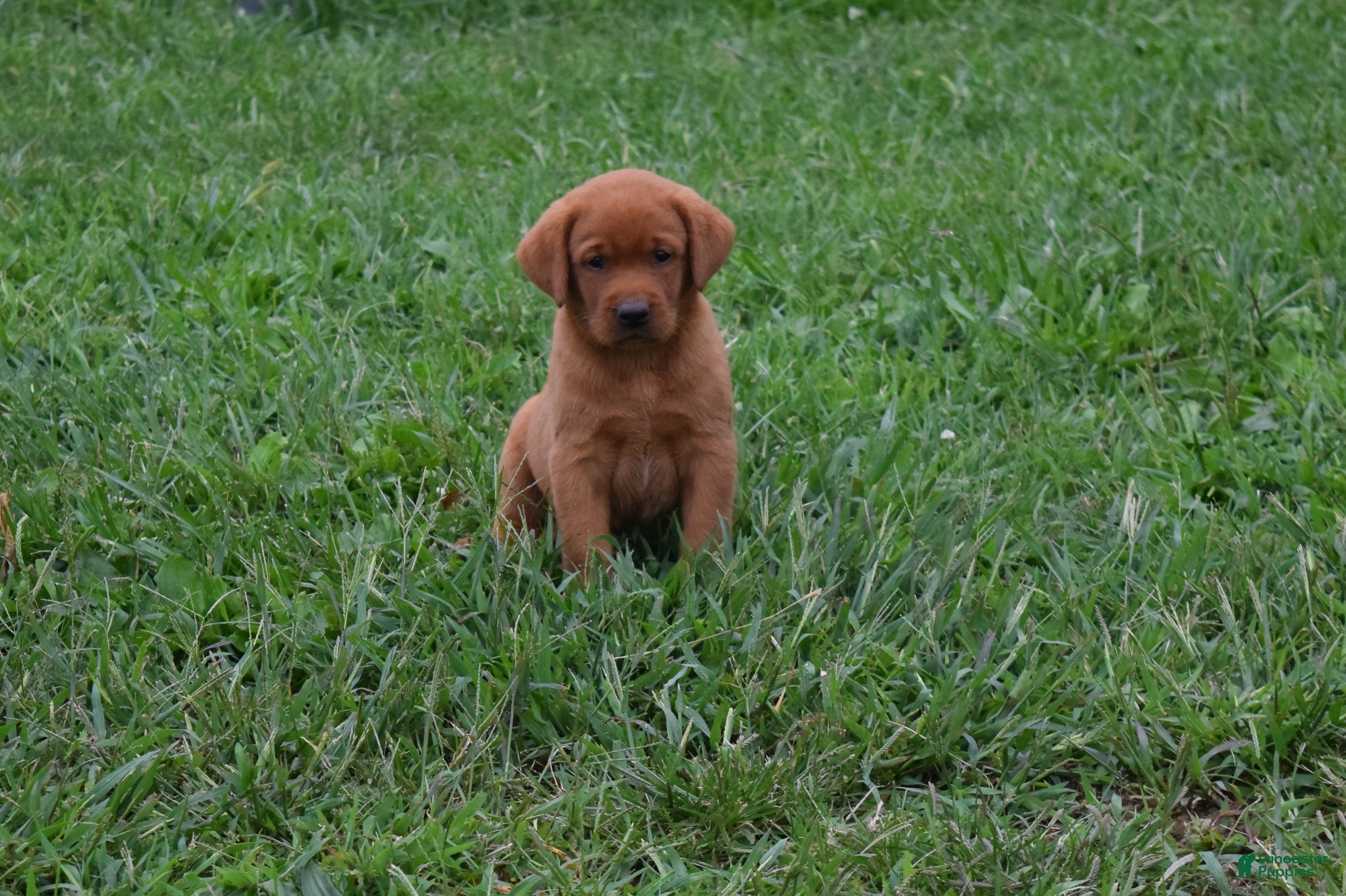 Labrador Retriever dogs Rosy - Ad 1