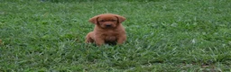 Labrador Retriever dogs for sale: Rosy - Ad 1