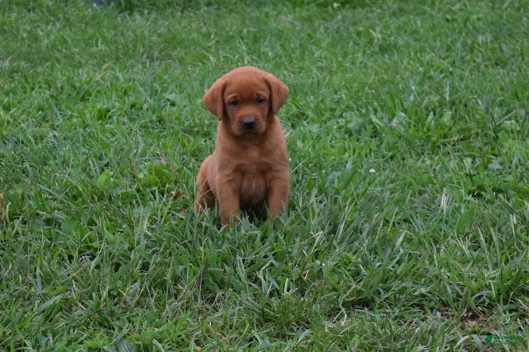 Labrador Retriever dogs for sale: Rosy - Ad 1