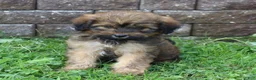 Mini Goldendoodle dogs for sale: Charlene - Ad 2