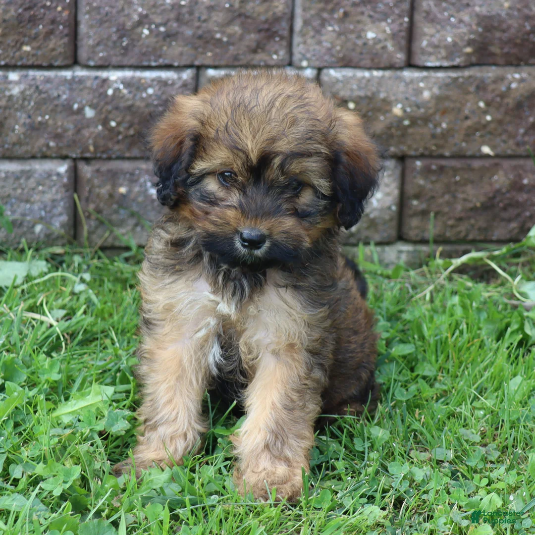 Mini Goldendoodle dogs for sale: Charlene - Ad 2