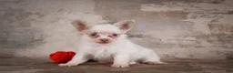 Chihuahua dogs for sale: Charlie - Ad 5