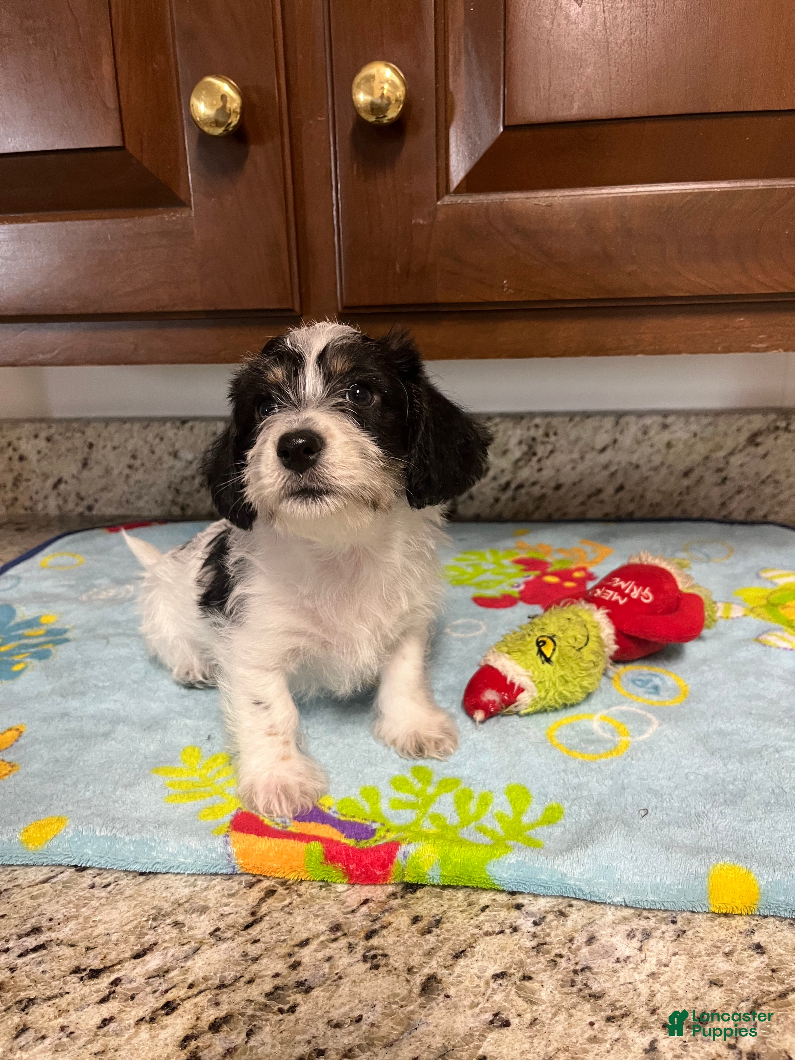 Mixed Breed dogs Colby  - Ad 1