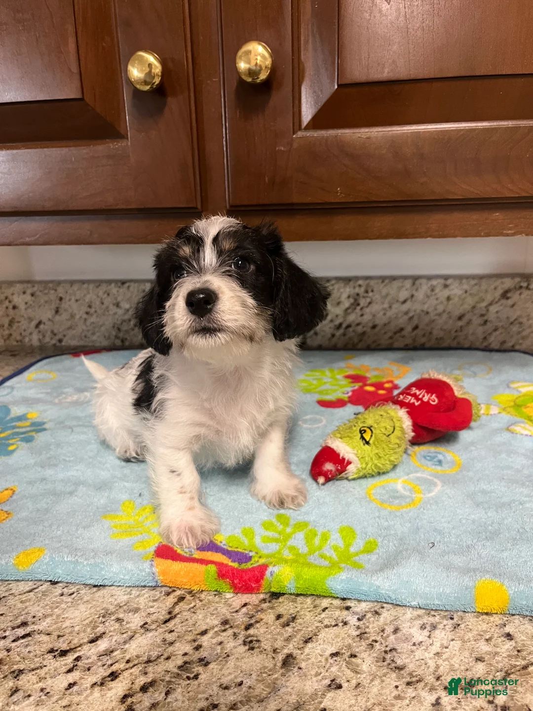 Mixed Breed dogs for sale: Colby  - Ad 1