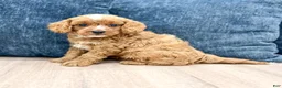 Cavapoo dogs for sale: Ashton - Ad 6