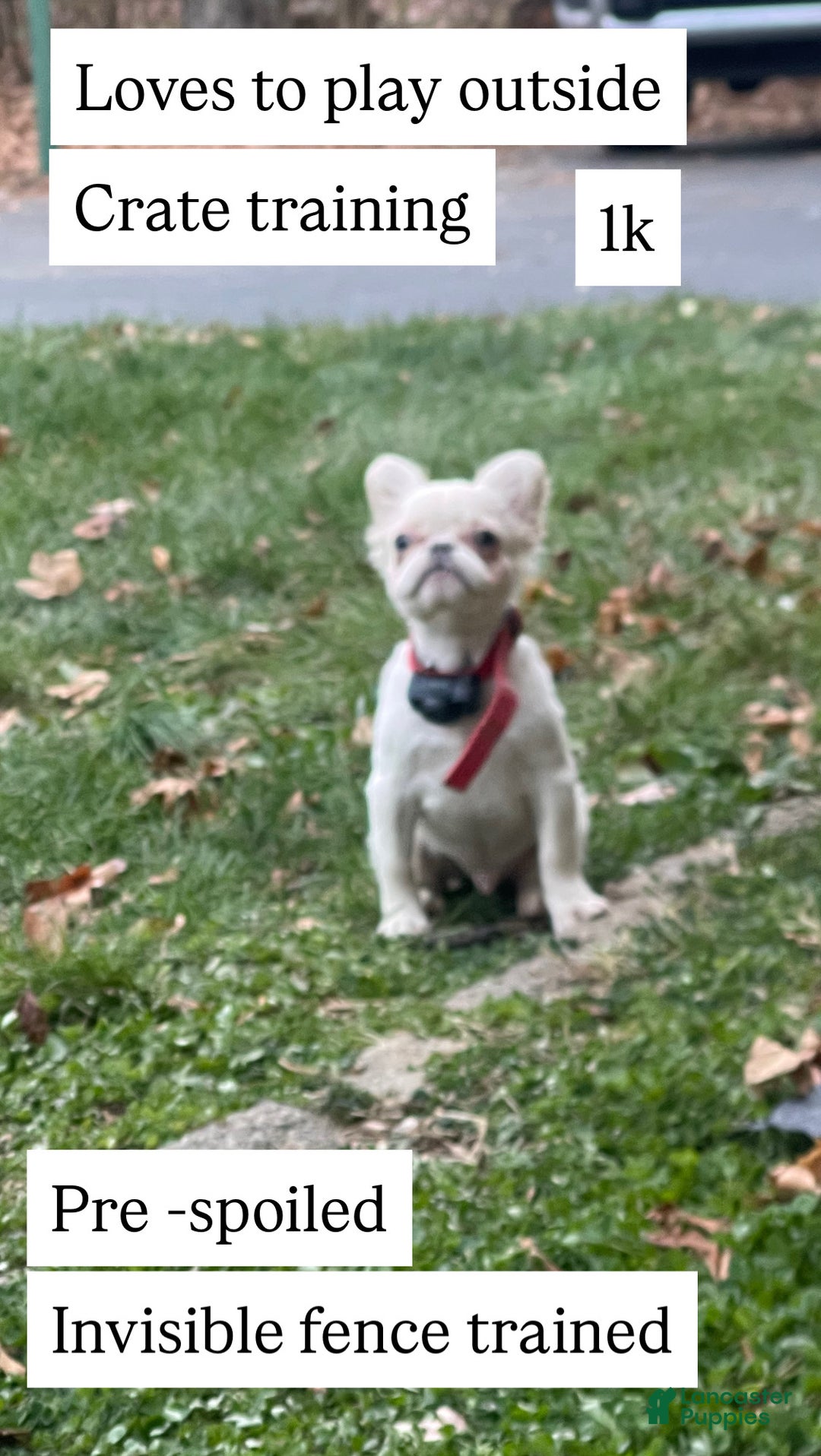 French Bulldog dogs for sale: Snail - Ad 46