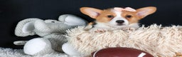 Welsh Corgi Pembroke dogs for sale: Iris - Ad 6