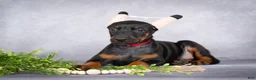 Doberman Pinscher dogs for sale: Kiara - Ad 3