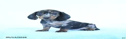 Miniature Dachshund dogs for sale: Paisley - Ad 2