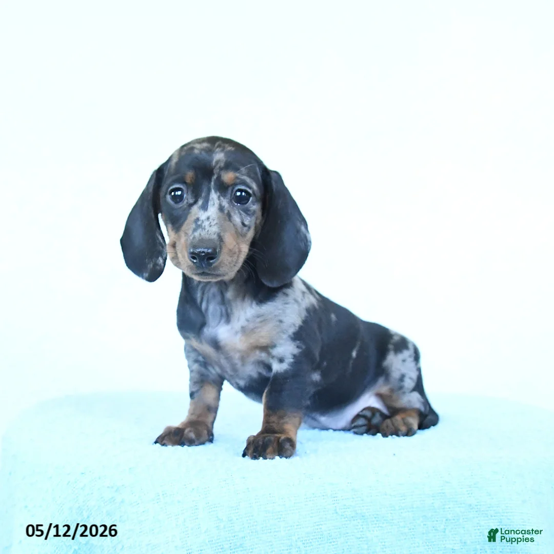 Miniature Dachshund dogs for sale: Paisley - Ad 2