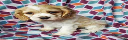 Cocker Spaniel dogs for sale: Tucker - Ad 1