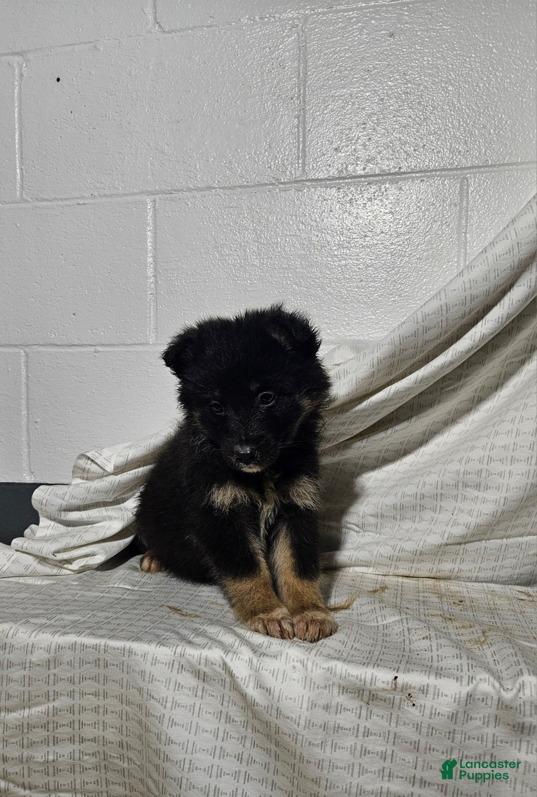 Mixed Breed dogs for sale:  Claire  - Ad 3