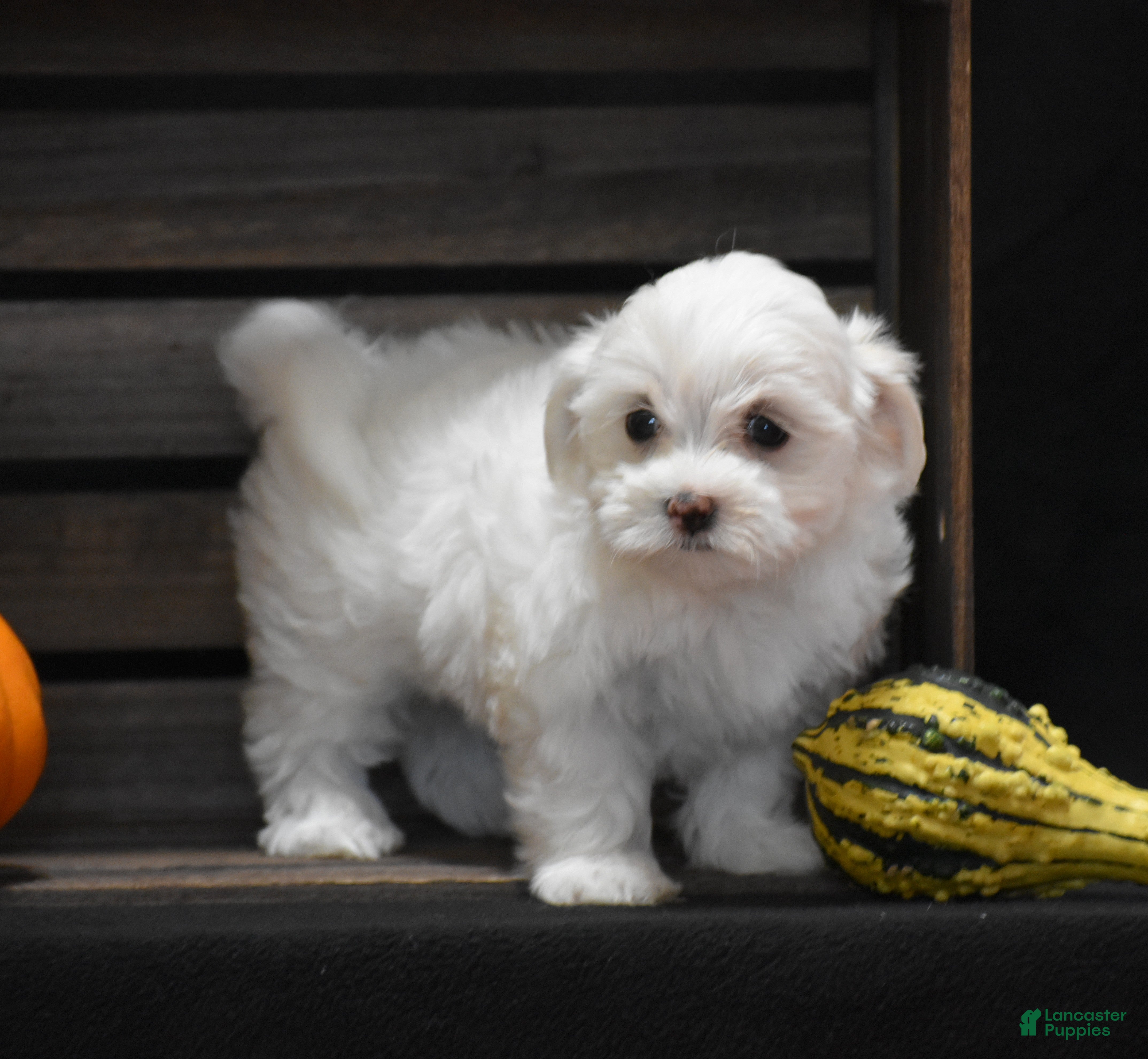 Maltese dogs Maggie - Ad 1