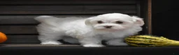 Maltese dogs for sale: Maggie - Ad 3