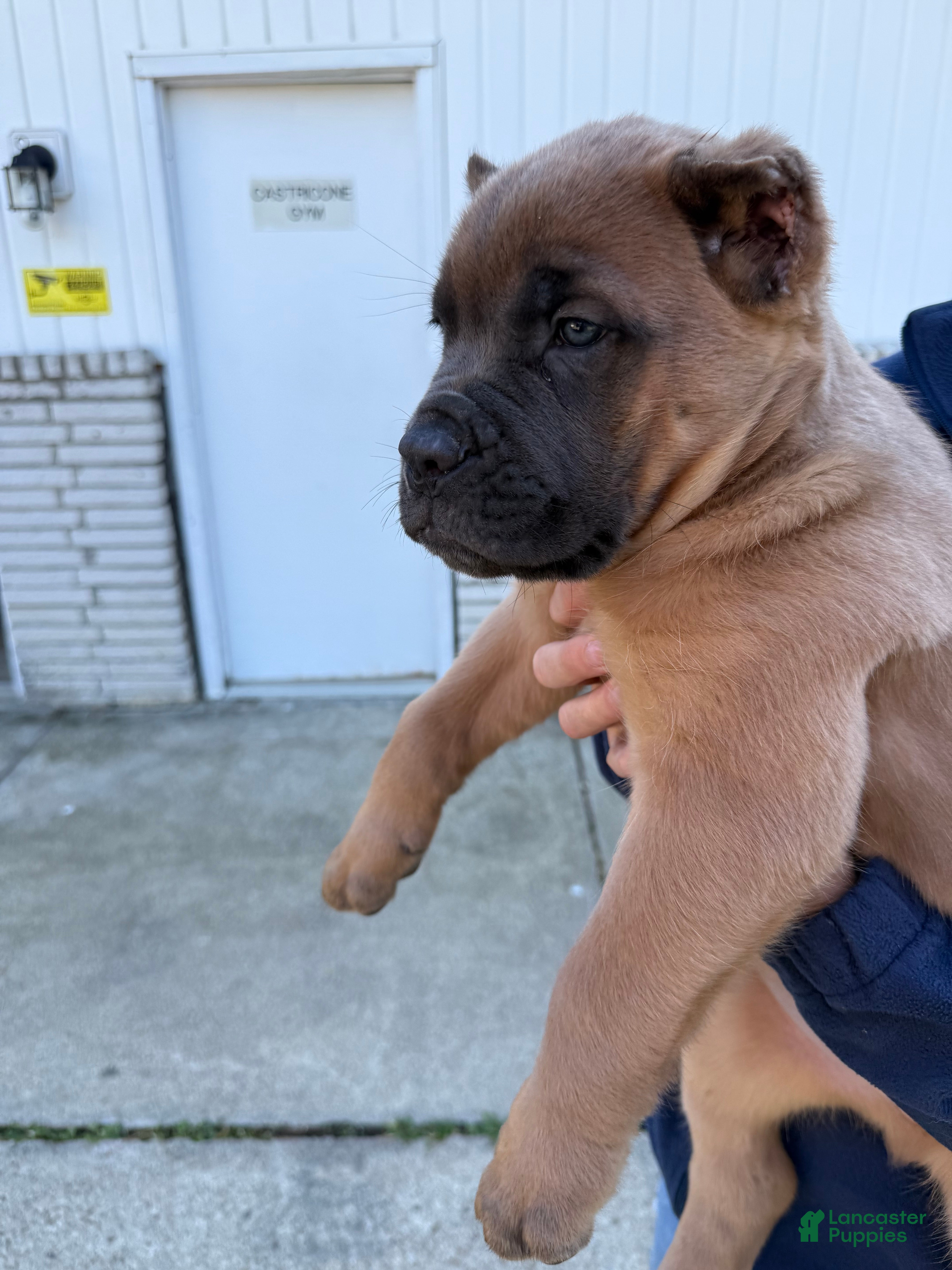 Cane Corso Puppies for sale in New York Lancaster Puppies