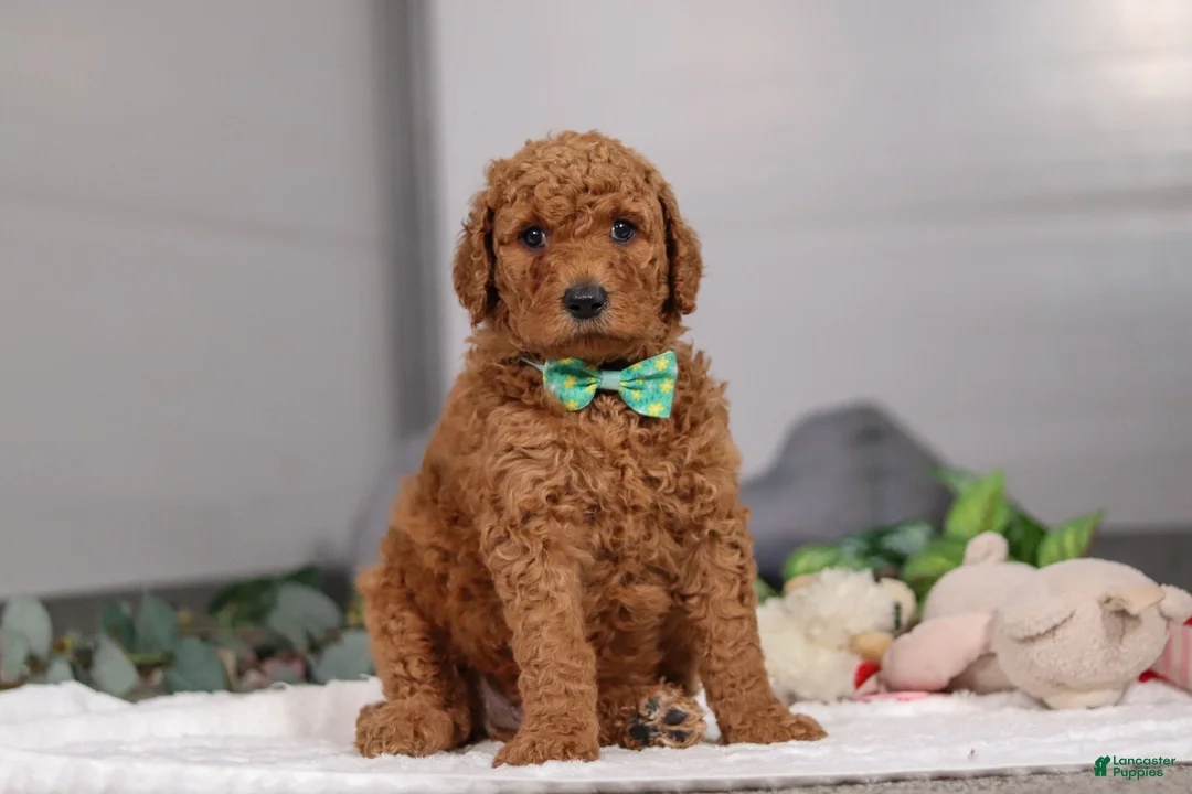 Standard Poodle dogs for sale: Hans - Ad 5